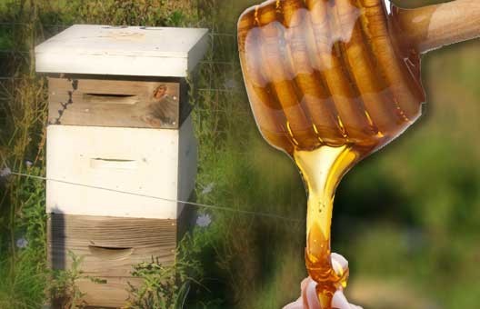 Honey With Royal Jelly Ridgecrest Lakeland FL